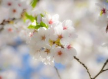 cherry-blossom-1422064-m