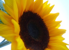 sunflower-1402193-1280x960