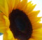 sunflower-1402193-1280x960