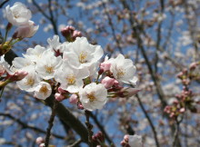 cherry-blossom-1373740-1279x852