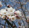 cherry-blossom-1373740-1279x852