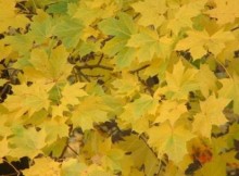 autumn-leaves-1563670-1278x960
