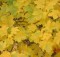 autumn-leaves-1563670-1278x960
